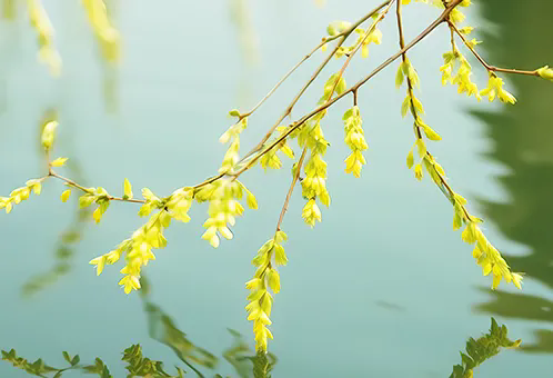 消毒和解毒如何區(qū)分？消毒劑殘留毒素怎么解？