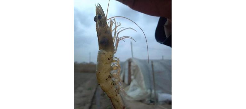 對蝦黑鰓褐斑綜合癥怎么辦？