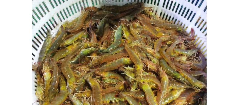 溫棚養(yǎng)殖南美白對蝦連續(xù)蛻殼怎么辦？