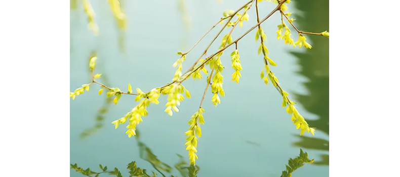 消毒和解毒如何區(qū)分？消毒劑殘留毒素怎么解？