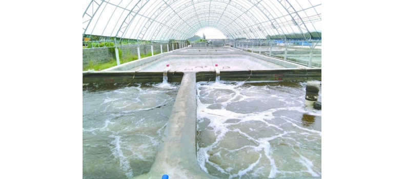 養(yǎng)蝦先養(yǎng)水！養(yǎng)水的關(guān)鍵核心原來是它！